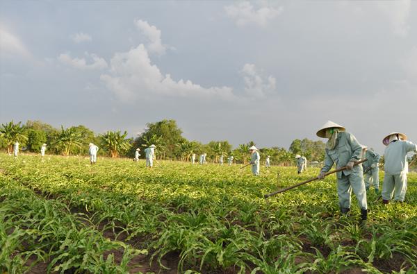Dr. Nguyen Thi Ngoc Tram Vietnam Crilahealth.com plantation 